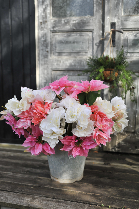 Amaryllis - Vit - 60 cm - 6