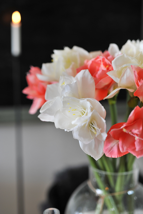 Amaryllis - Cream - 60 cm - 4