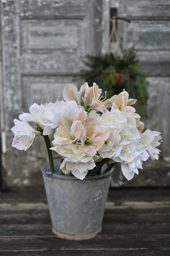 Amaryllis - Ljusgul/Melerad - 63 cm - 4
