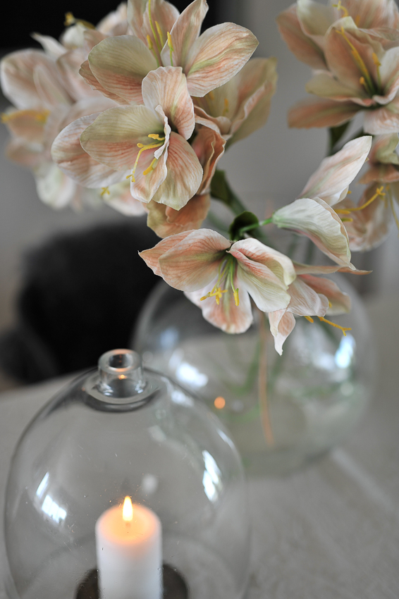 Amaryllis - Ljusgul/Melerad - 63 cm - 5