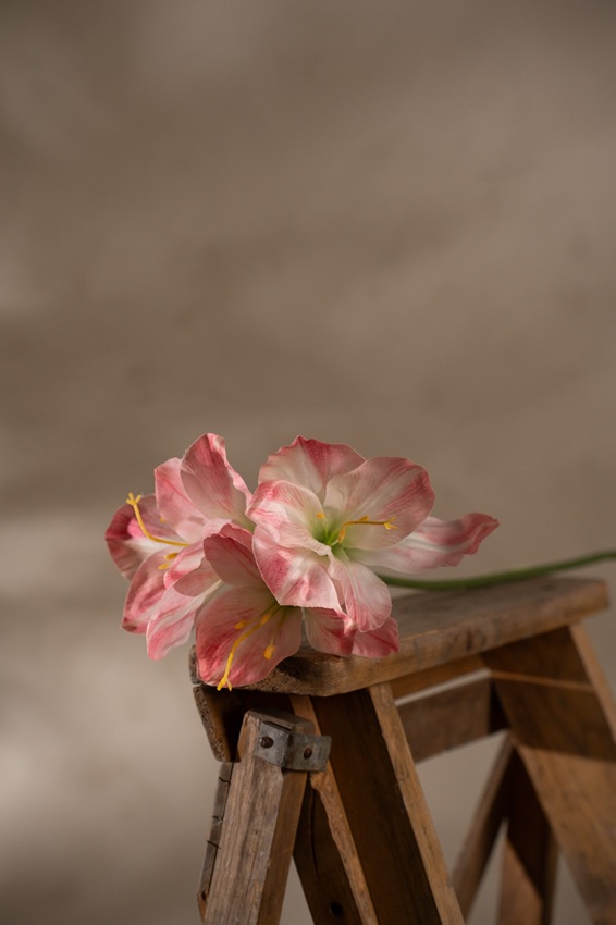 Amaryllis - Rosa - 63 cm