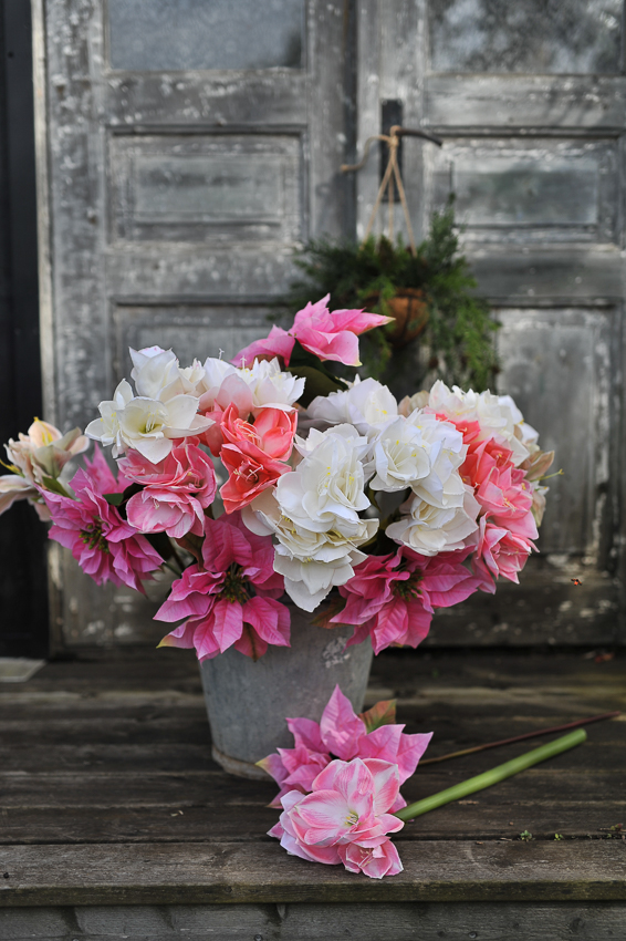 Amaryllis - Pink - 60 cm - 3