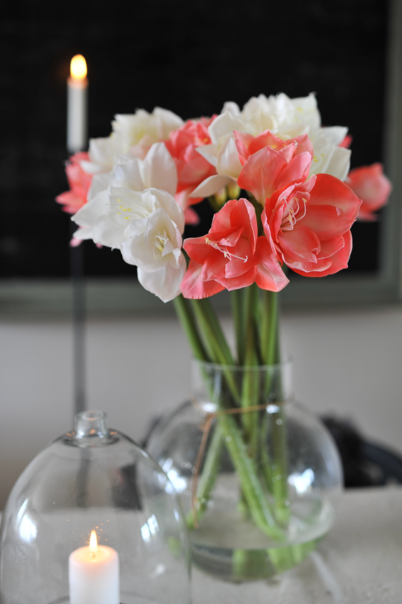 Amaryllis - Deep pink - 60 cm - 4