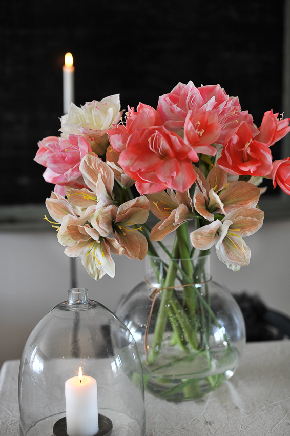 Amaryllis - Deep pink - 60 cm - 5