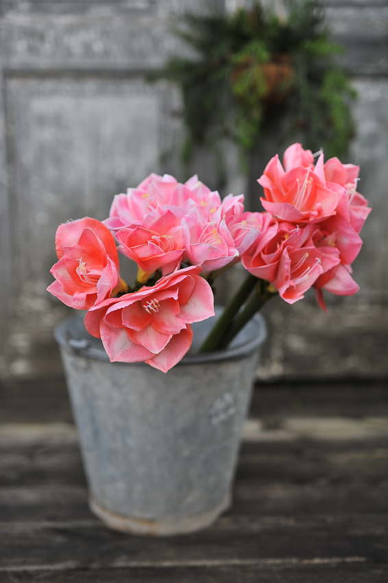 Amaryllis - Deep pink - 60 cm - 6