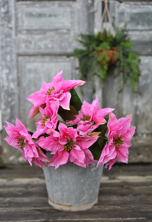 Julstjärna Rosa 70 cm - 16