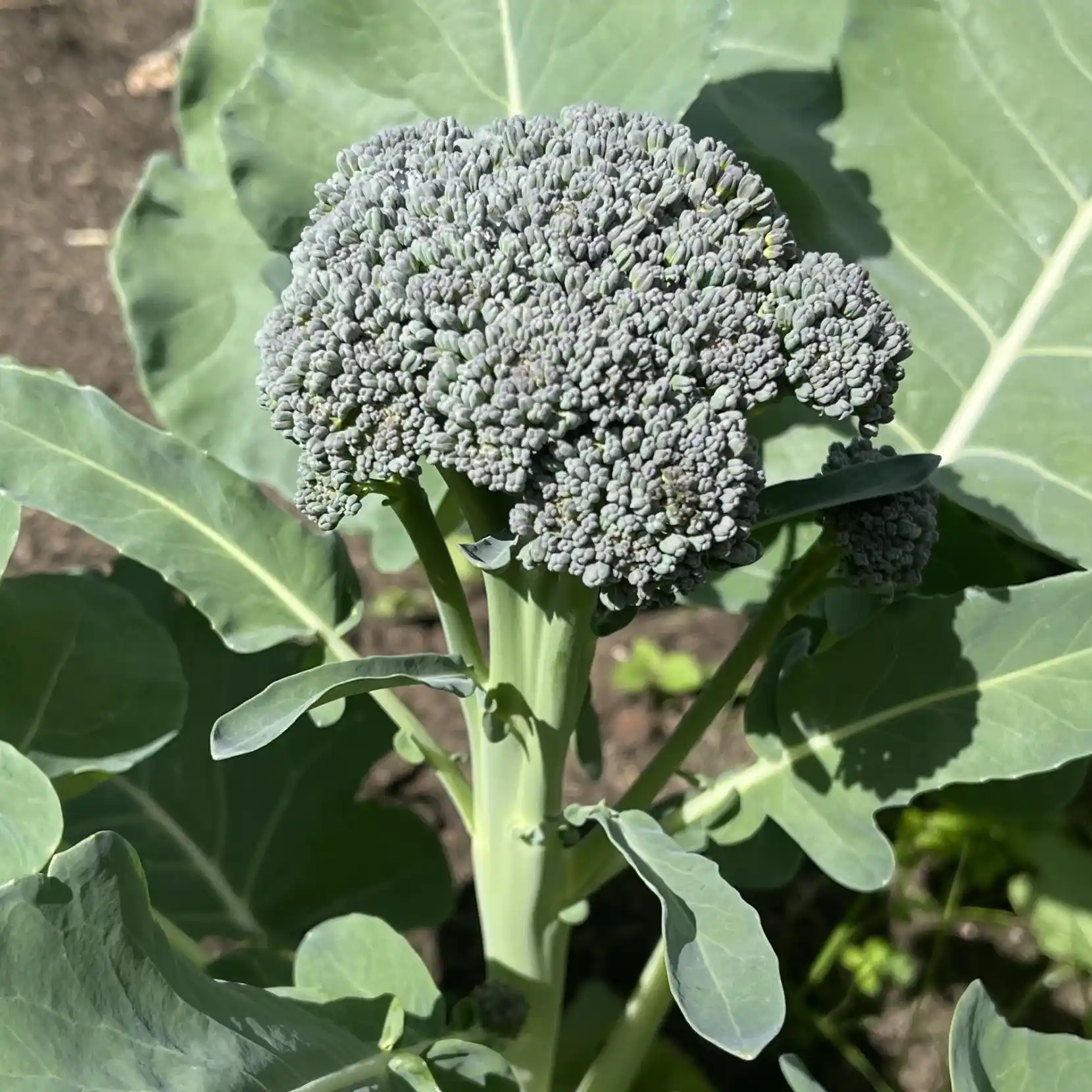 Broccoli 'Sebastian' 2