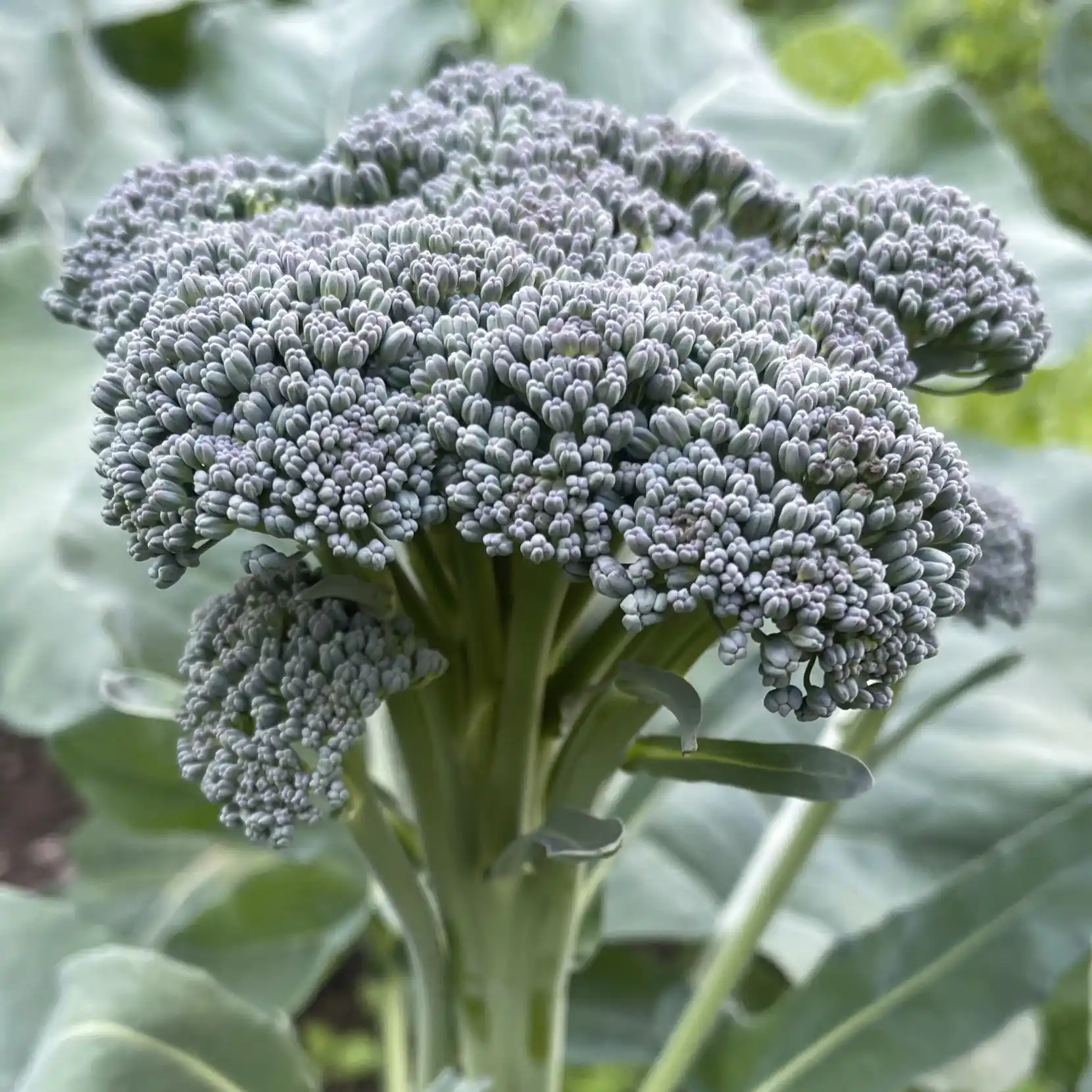 Broccoli 'Sebastian'