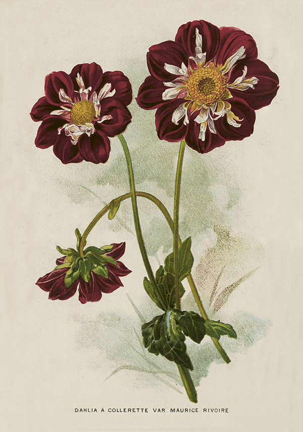 Poster Dahlia Röd 35x50 cm - SKÖNA TING