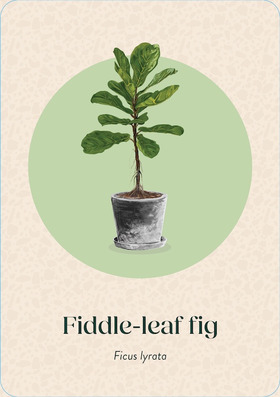 Pocket Plantcare, A handy Guide to Raising 50 of your Best-Loved Indoor plants - 6