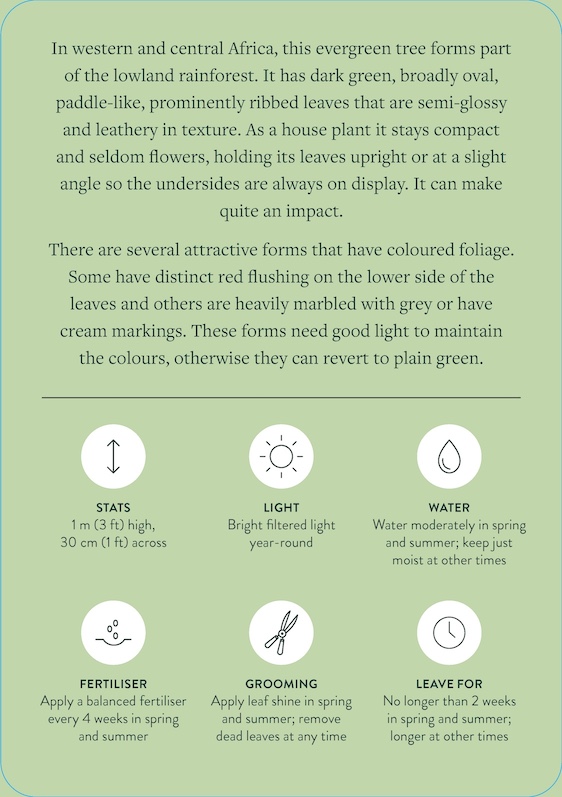 Pocket Plantcare, A handy Guide to Raising 50 of your Best-Loved Indoor plants - 5