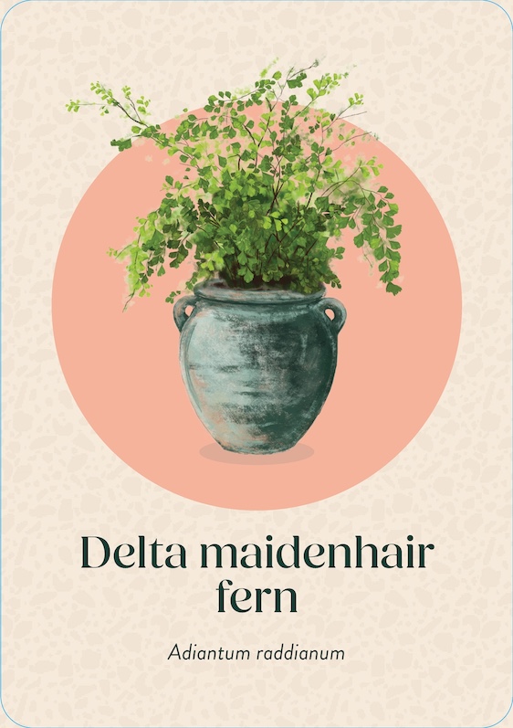 Pocket Plantcare, A handy Guide to Raising 50 of your Best-Loved Indoor plants - 8