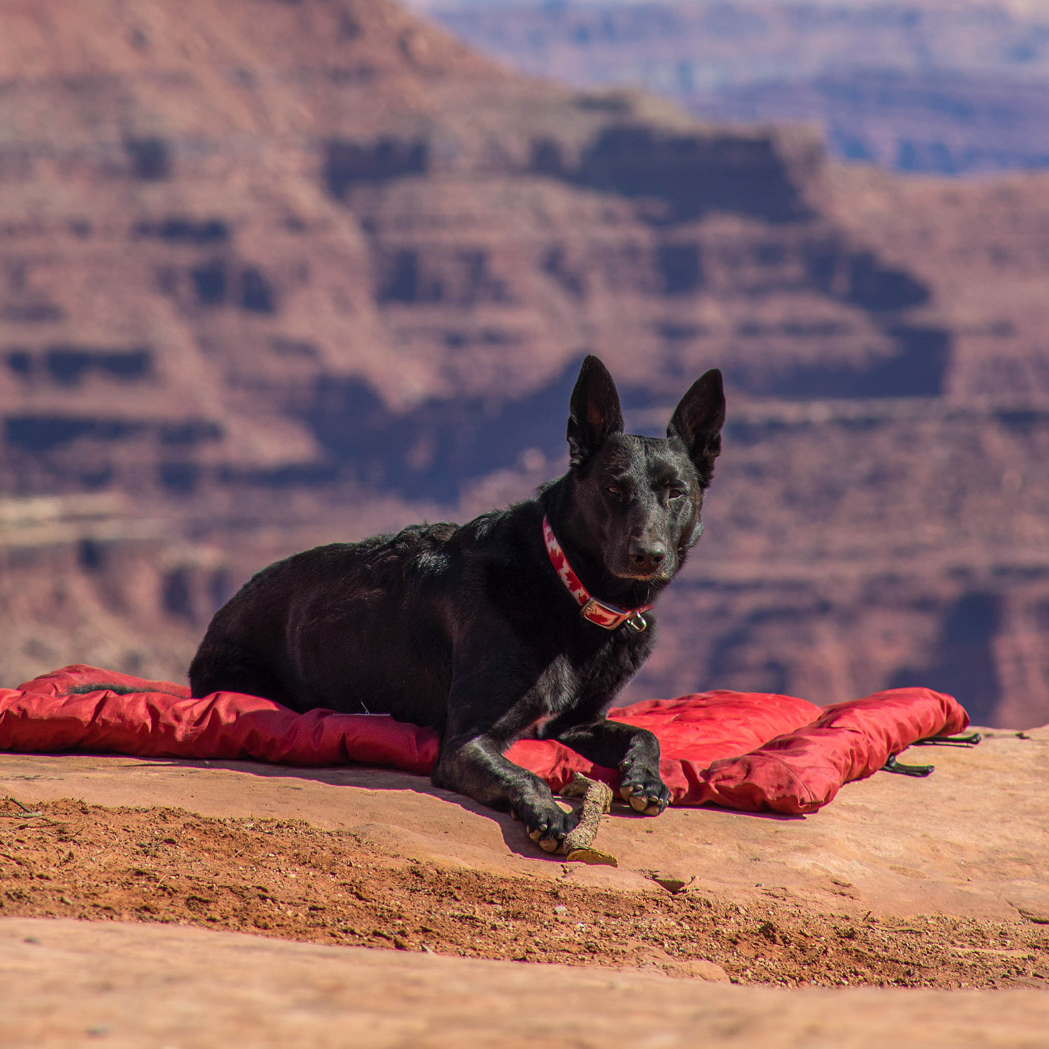 KURGO Wander Bed Loft Dog Bed - Chili Red - Waterproof 