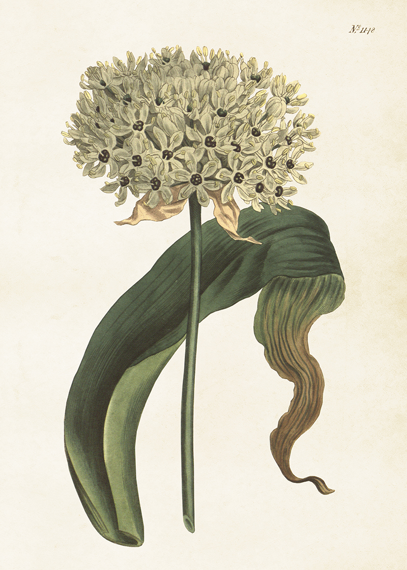 Poster "ALLIUM" 50x70 cm - SKÖNA TING