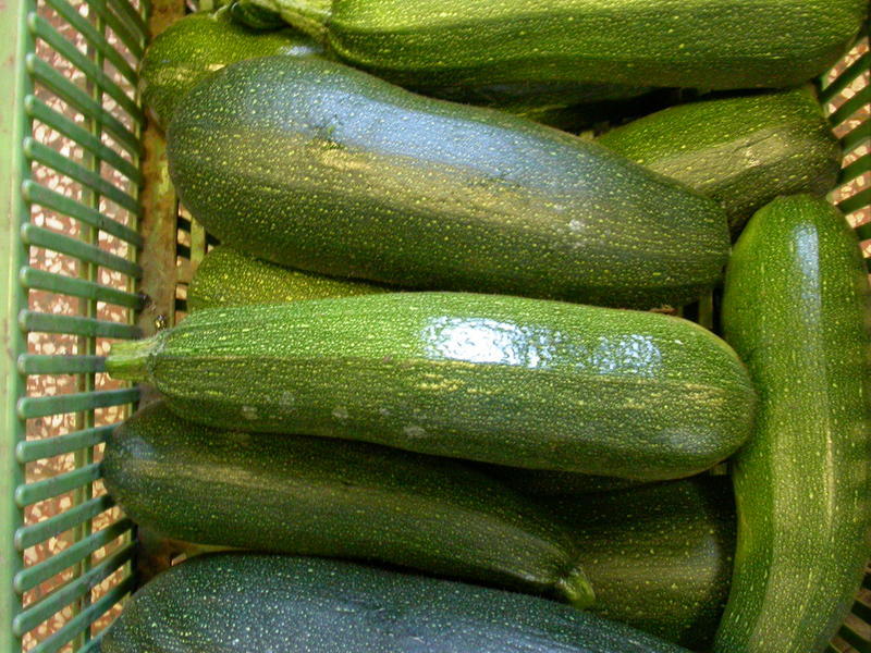 Squash  "Jigonal F1 "5 frön