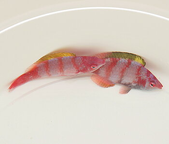 Cirrhilabrus flavidorsalis