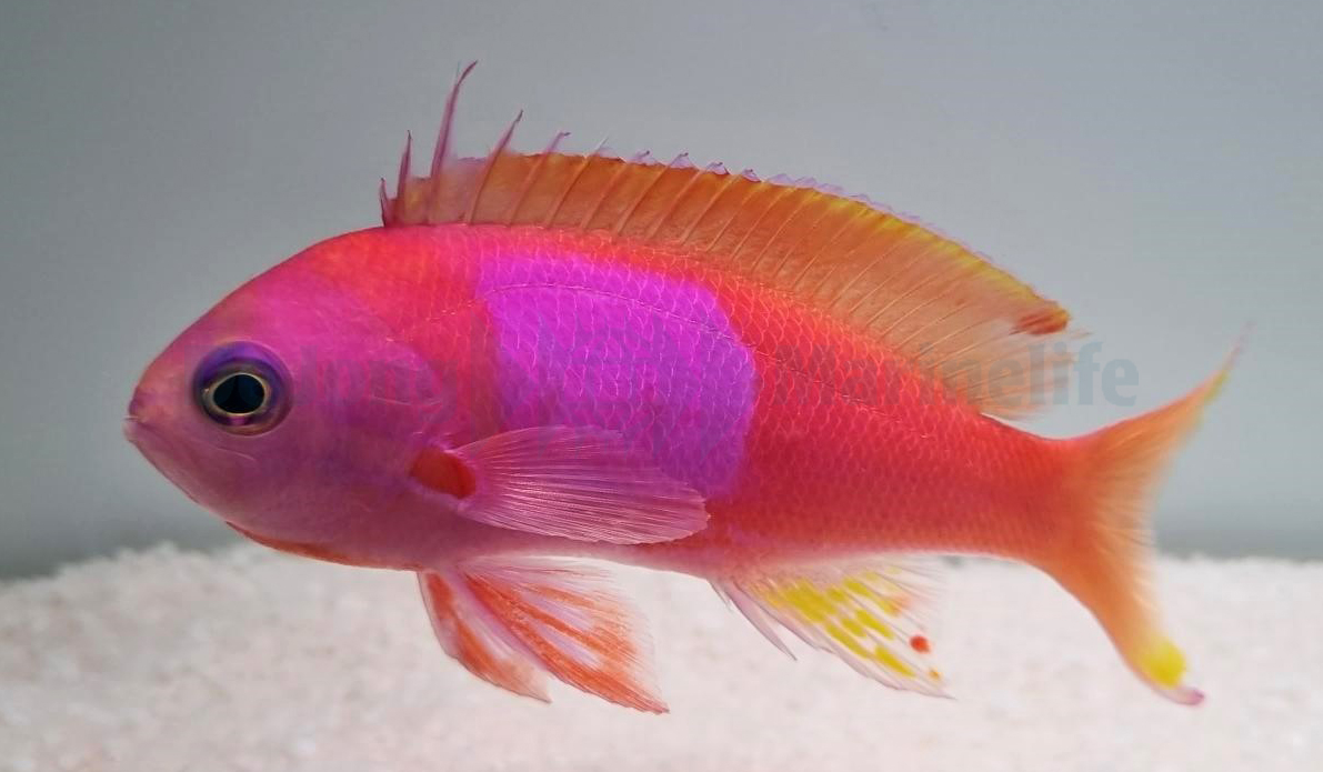 Pseudanthias pleurotaenia (male) (reef safe)