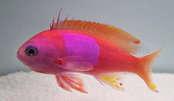 Pseudanthias pleurotaenia (male) (reef safe)