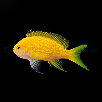 Pseudanthias pleurotaenia (female) (reef safe)