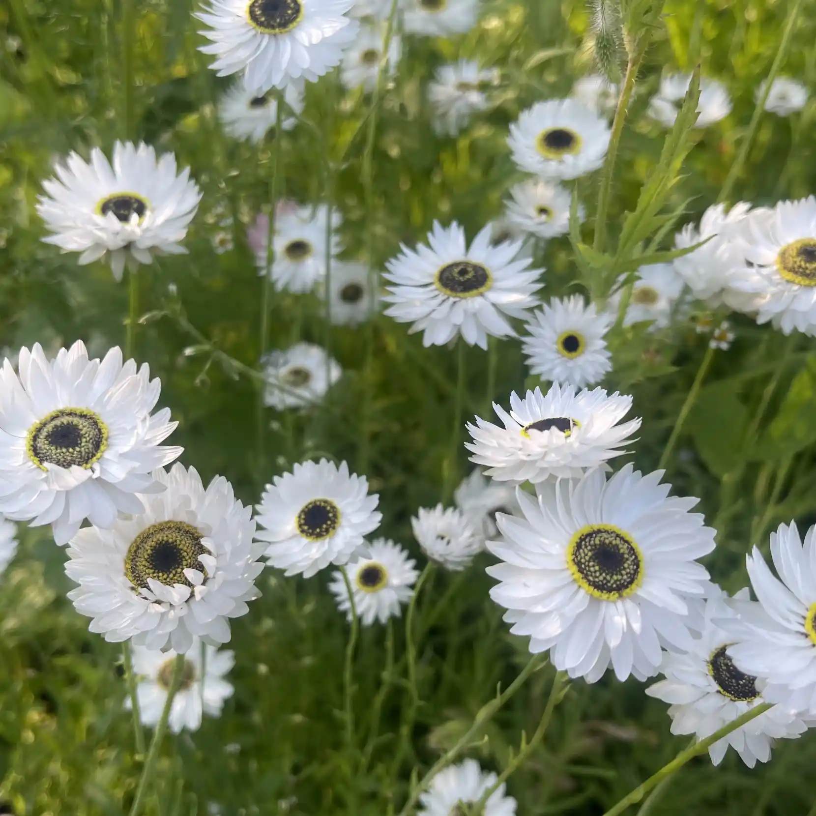 Roseneternell 'Pierrot White'