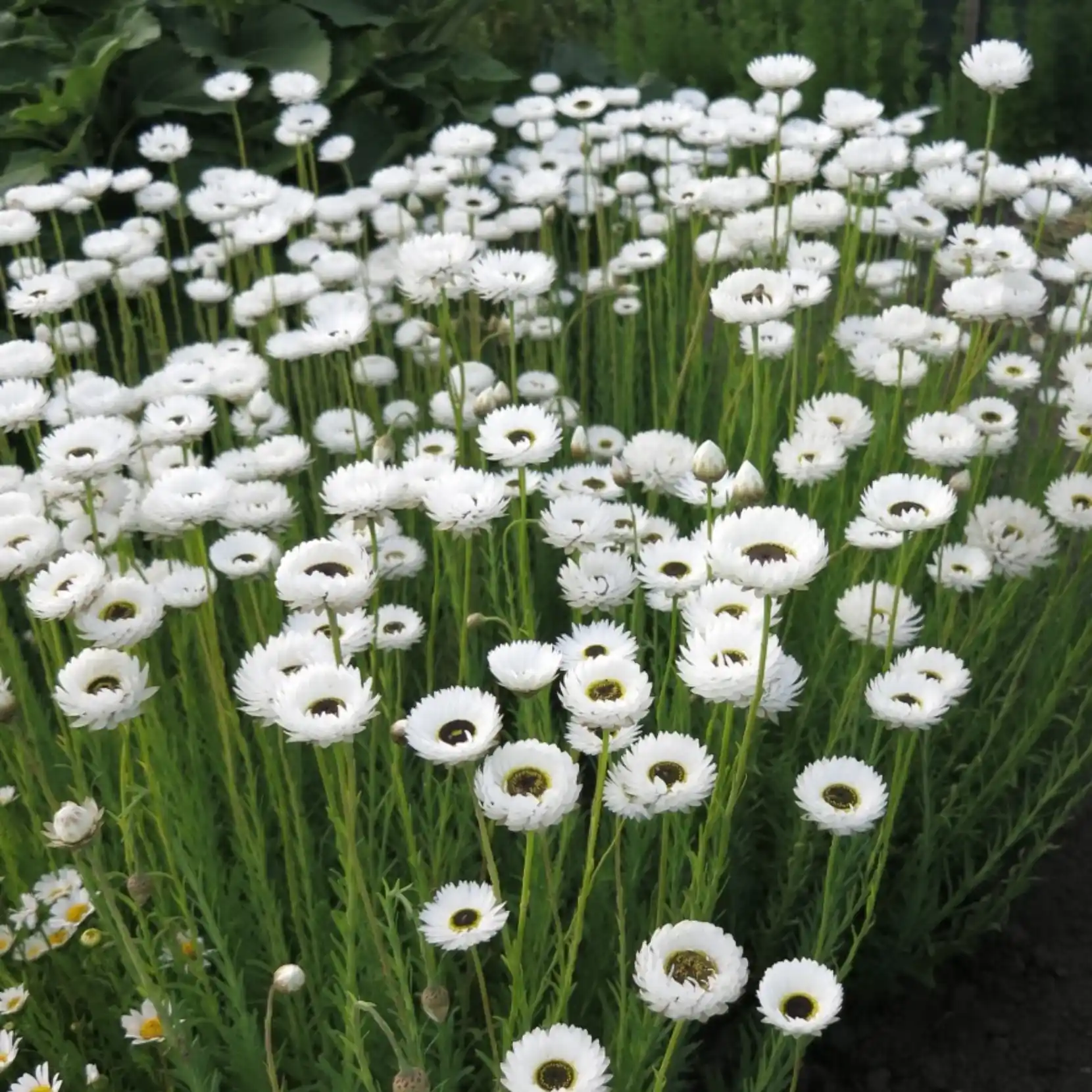 Roseneternell 'Pierrot White' 2