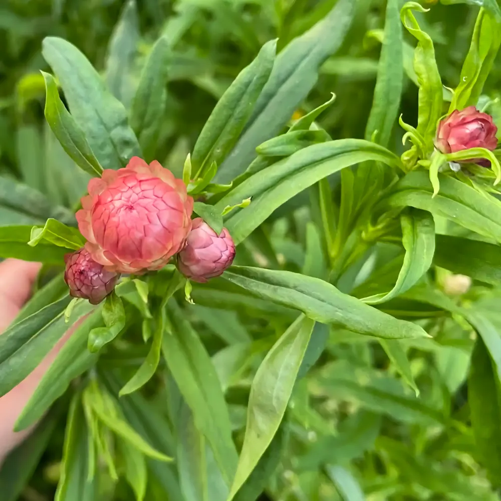 Eternell  'Salmon Rose' - 3