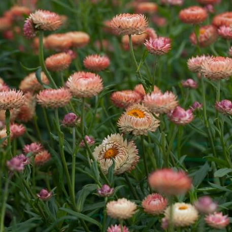 Eternell  'Salmon Rose'