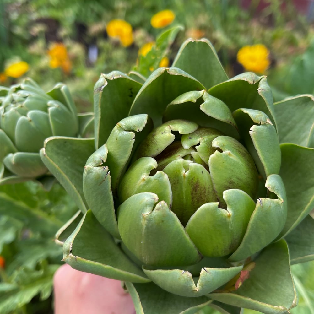 Kronärtskocka 'Green Globe'