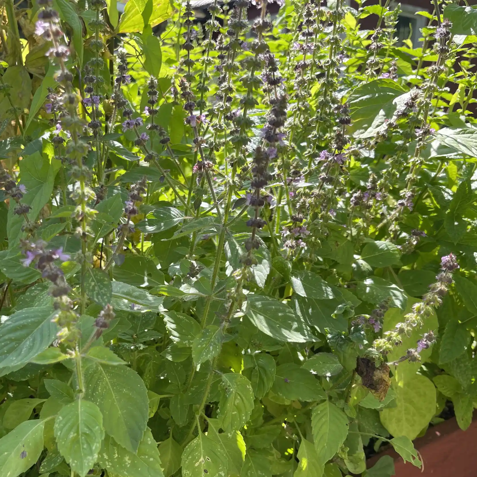 Basilika 'Blue Spice' - 4