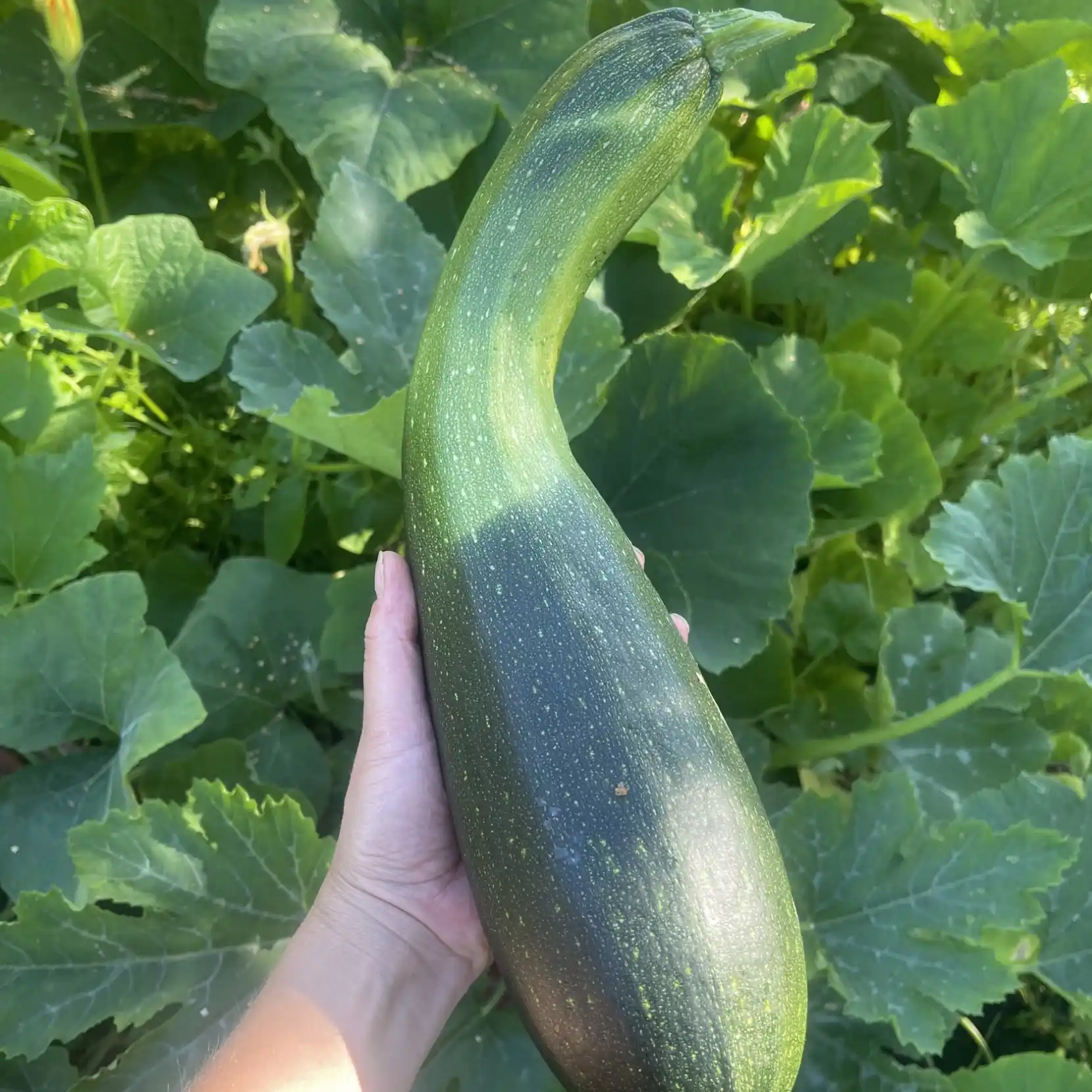 Zucchini 'Black Beauty' - Squash - 5