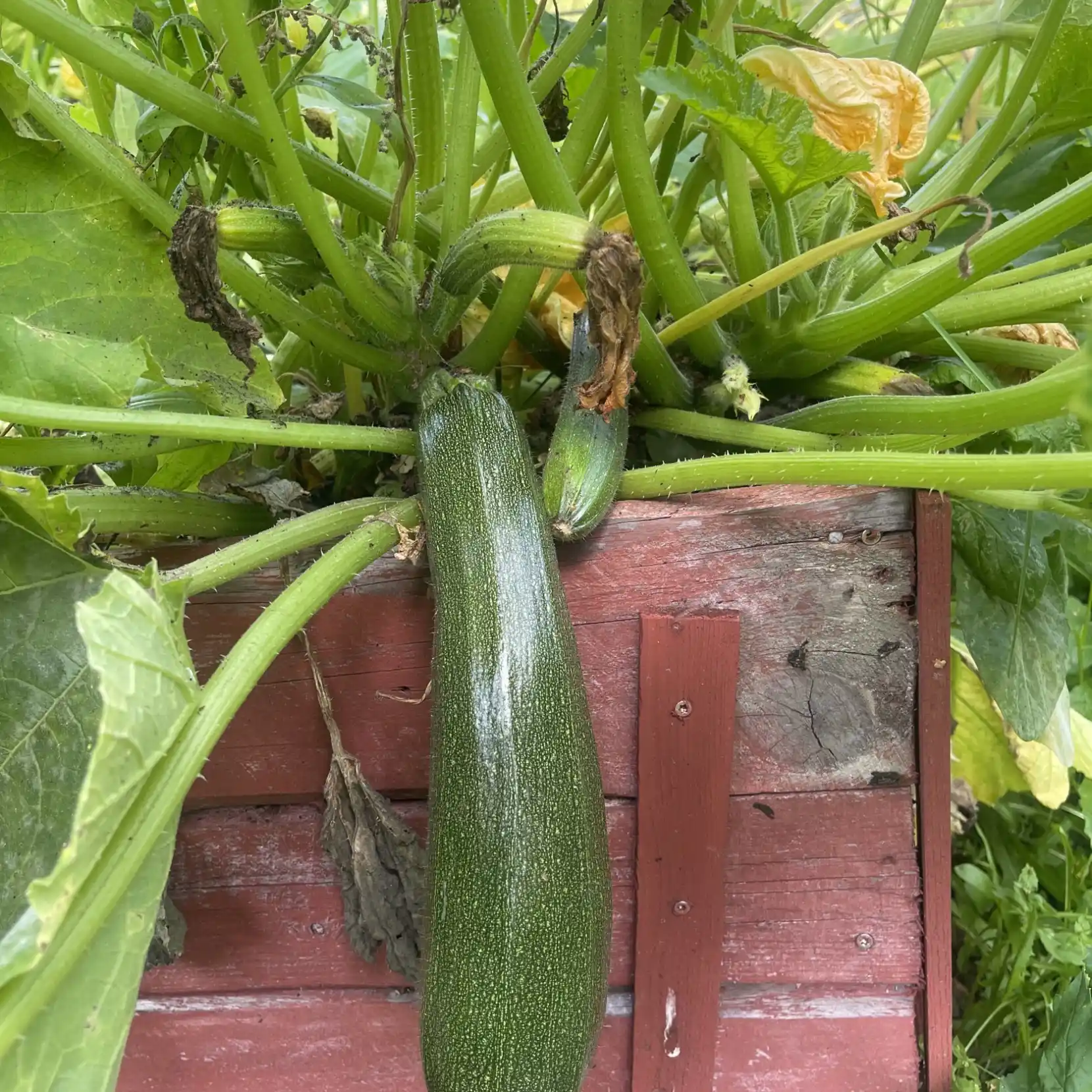 Zucchini 'Black Beauty' - Squash - 6
