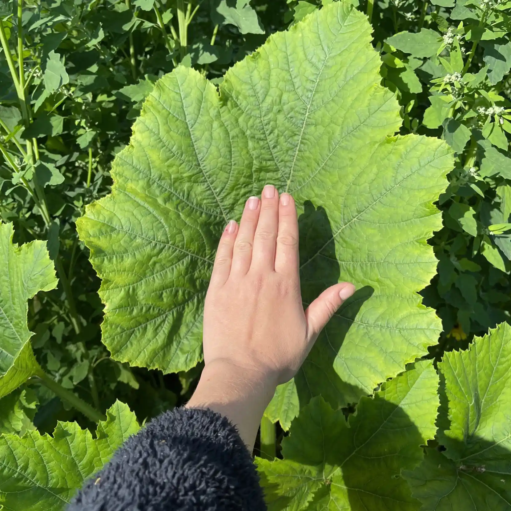 Zucchini 'Black Beauty' - Squash - 3