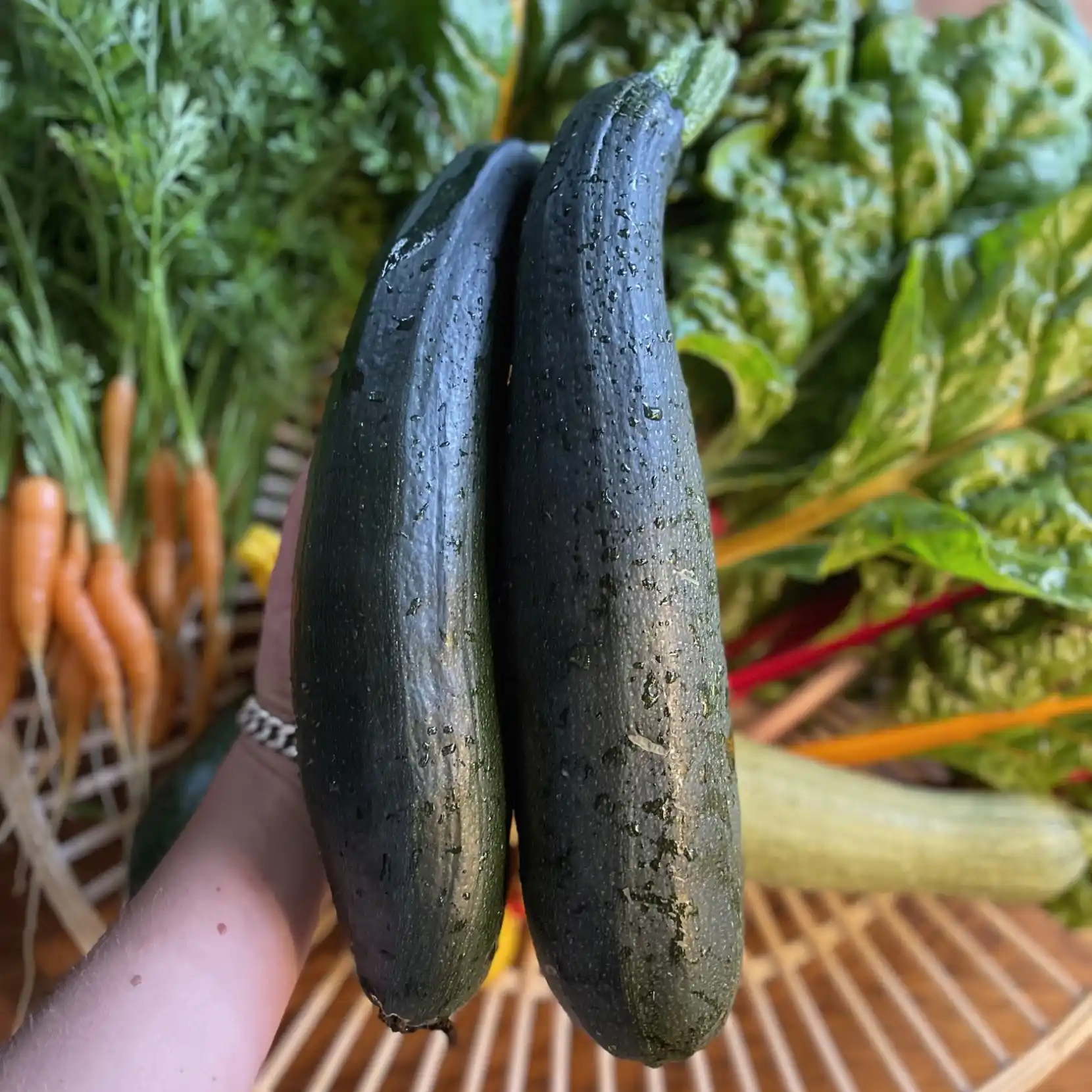 Zucchini 'Black Beauty' - Squash