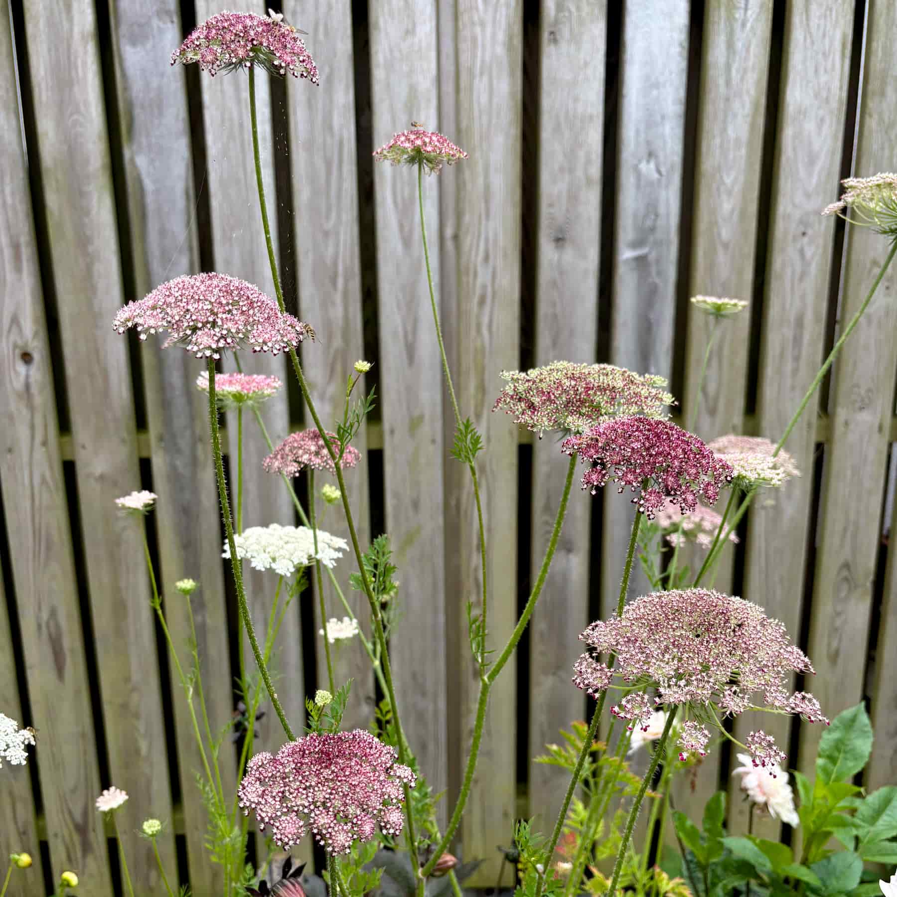 Blomstermorot 'Dara'