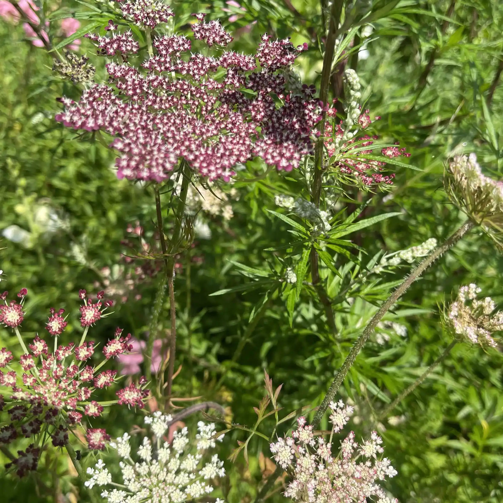 Blomstermotot 'Dara'
