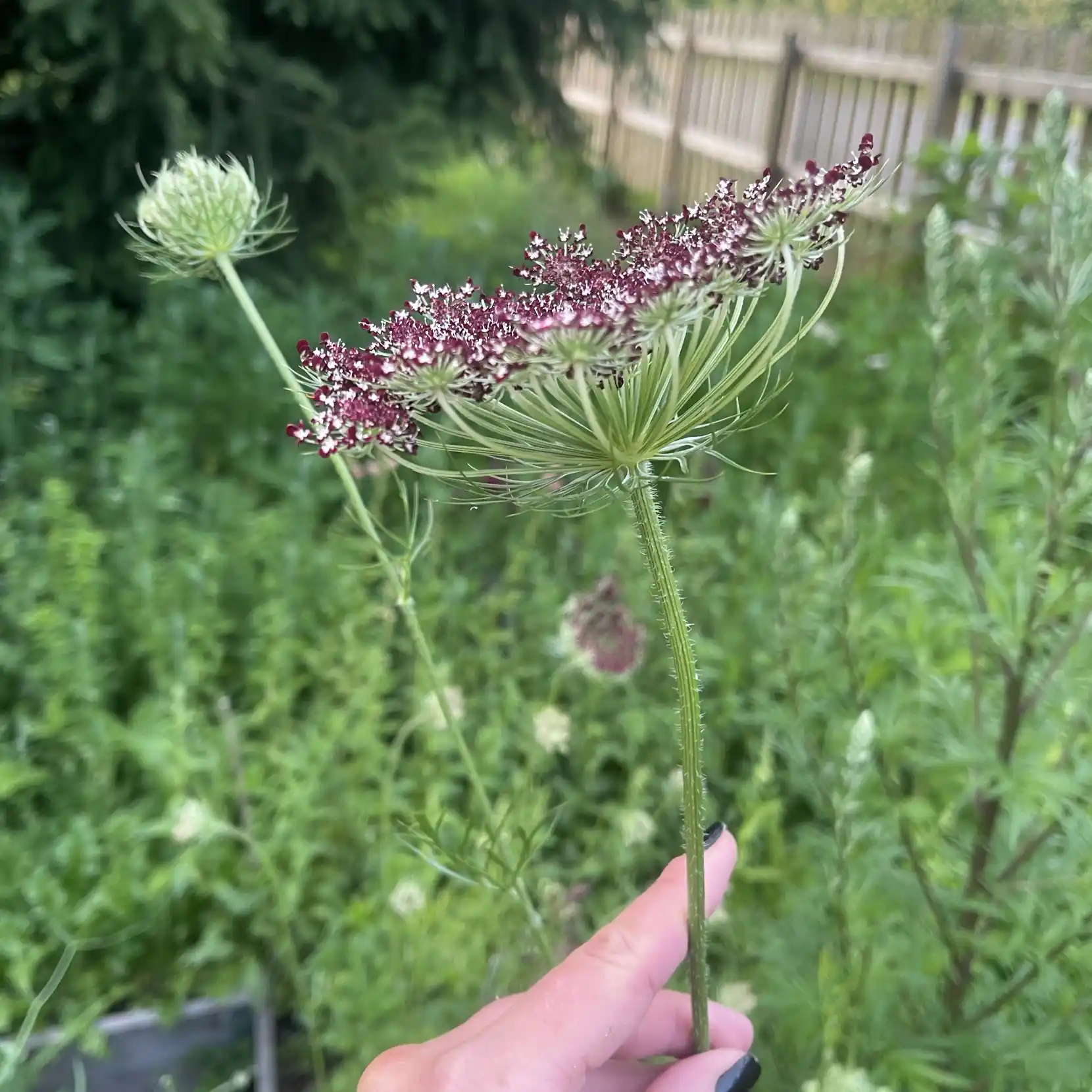 Blomstermotot 'Dara'