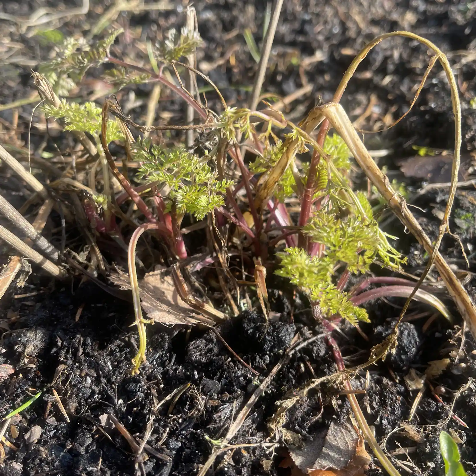 Blomstermotot 'Dara' nedklippt