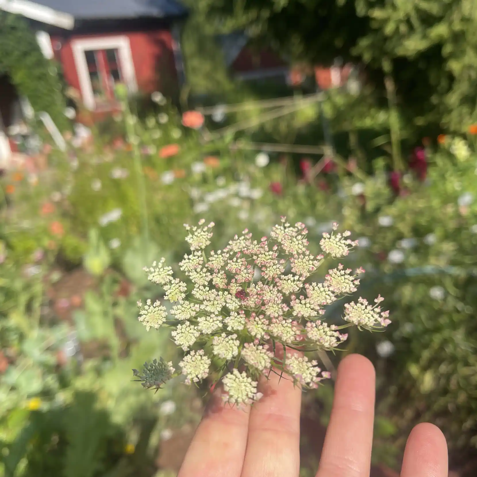 Blomstermotot 'Dara'
