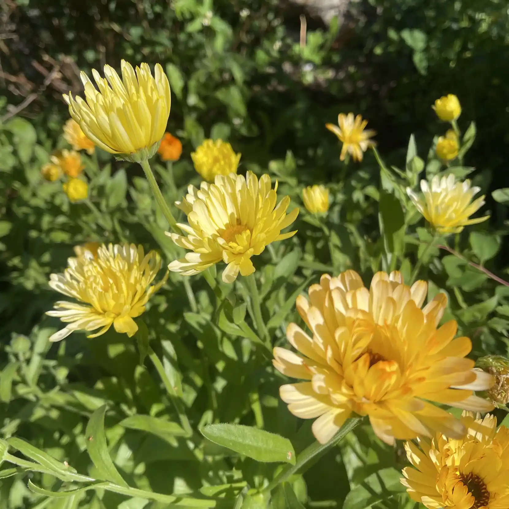 Flera ringblommor