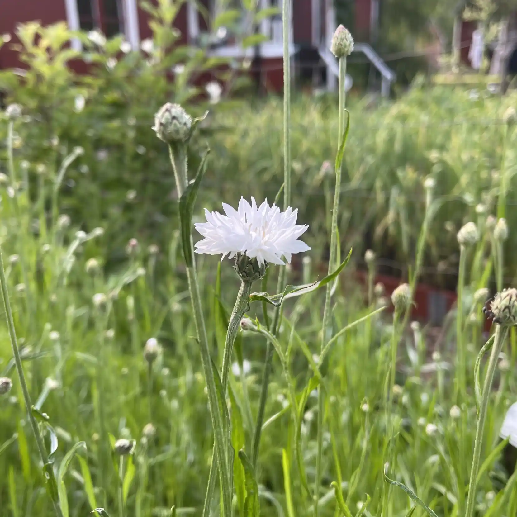 Blåklint 'White Ball' på friland