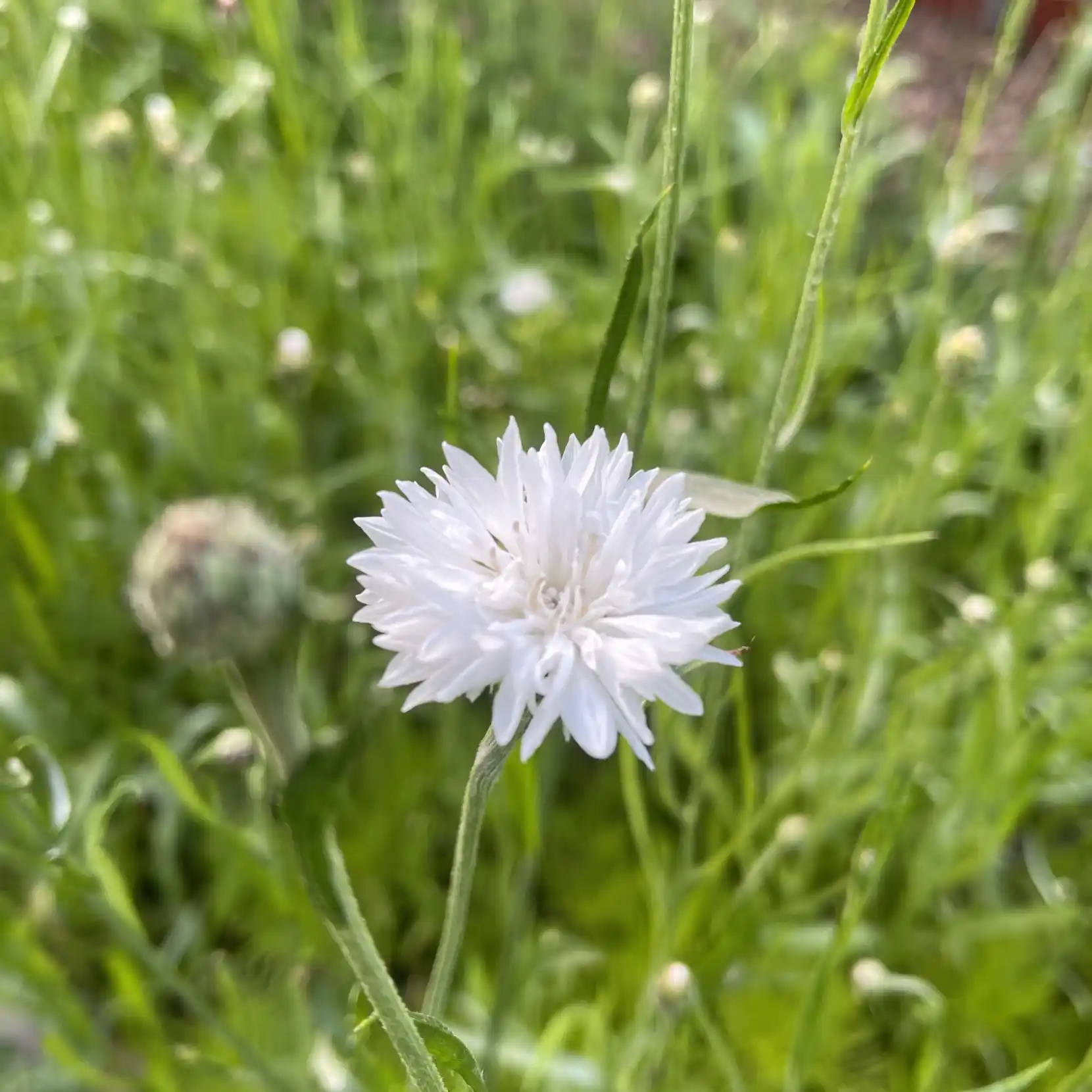 Blåklint 'White Ball' på friland