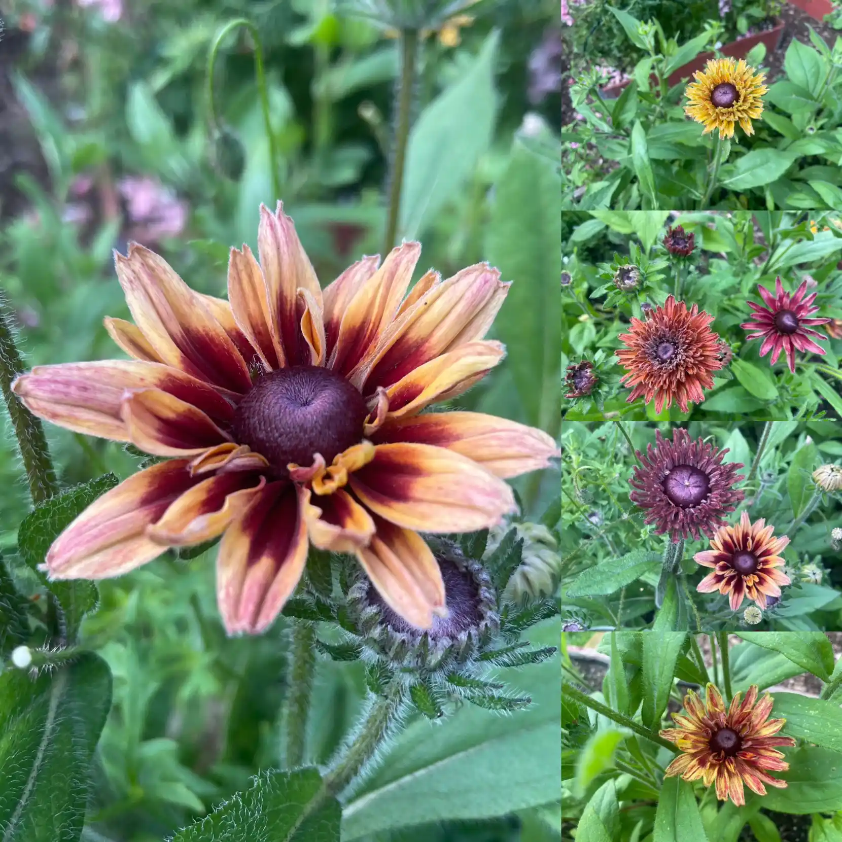 Rudbeckia 'Sahara'