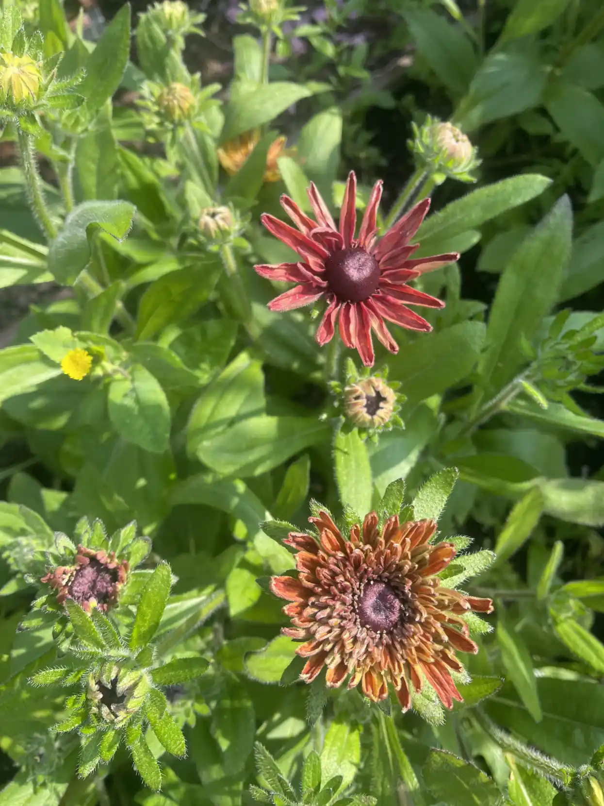 Flera Rudbeckia 'Sahara'