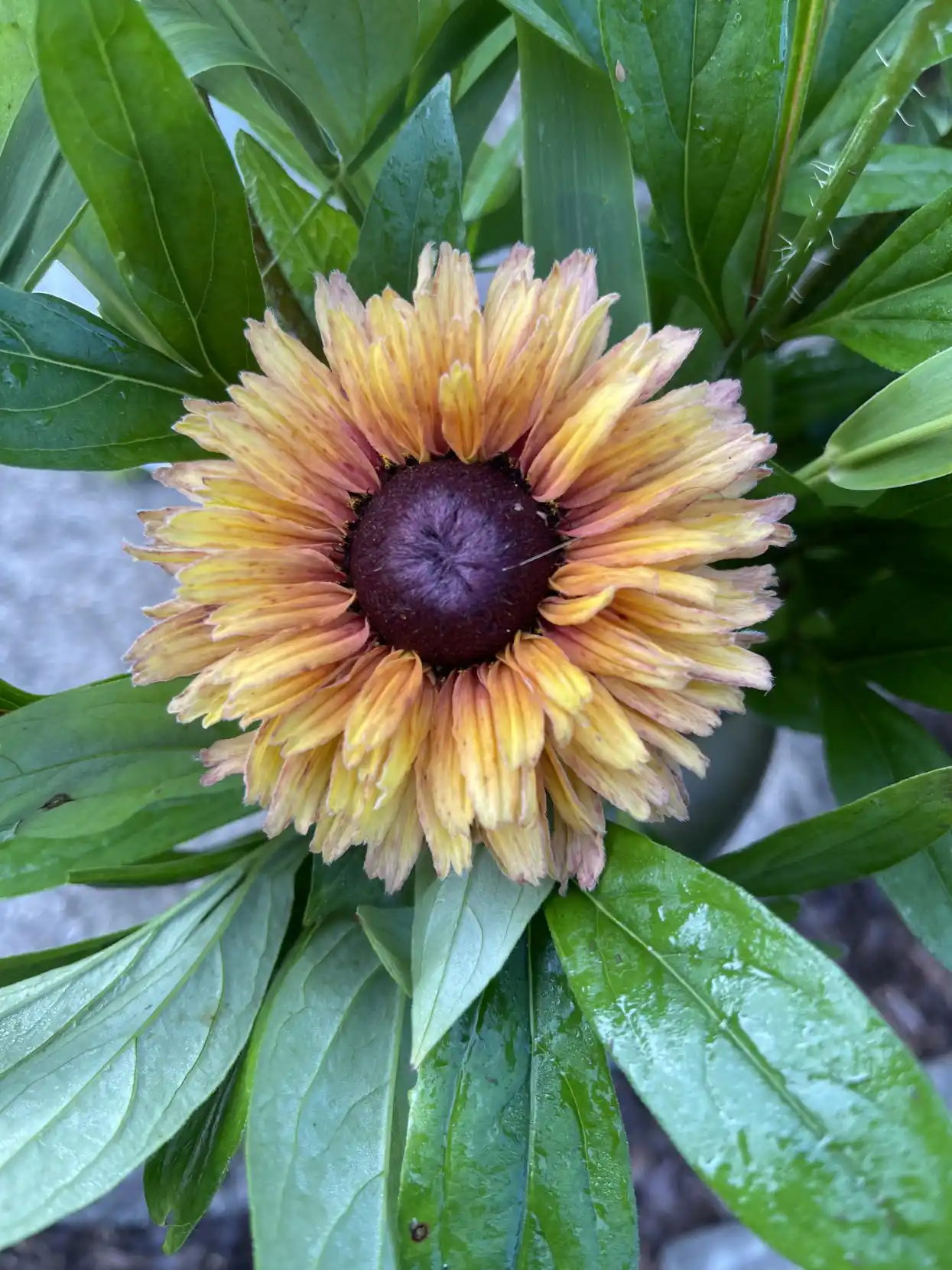 Rudbeckia 'Sahara'