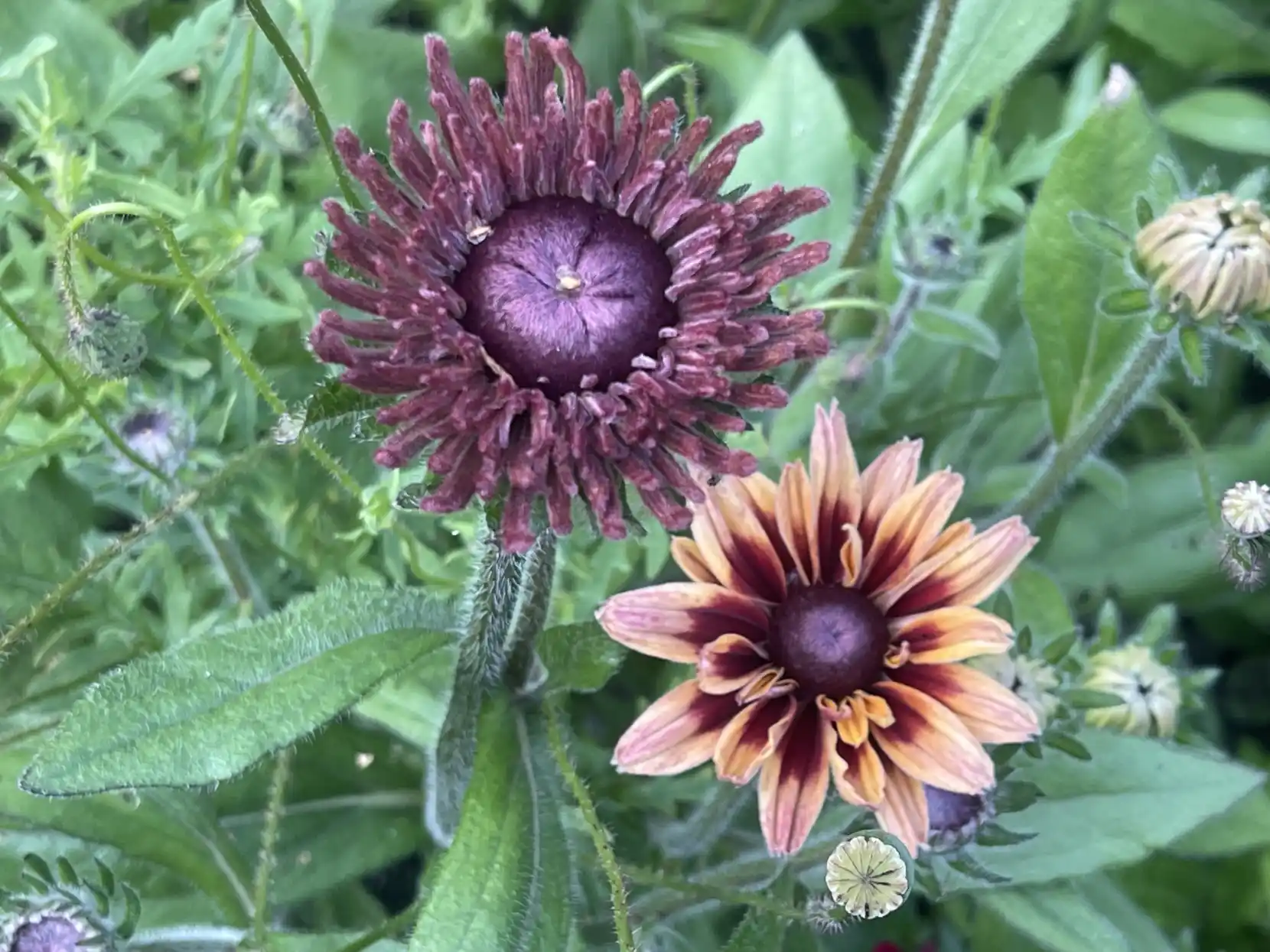 Färgvariation Rudbeckia 'Sahara'