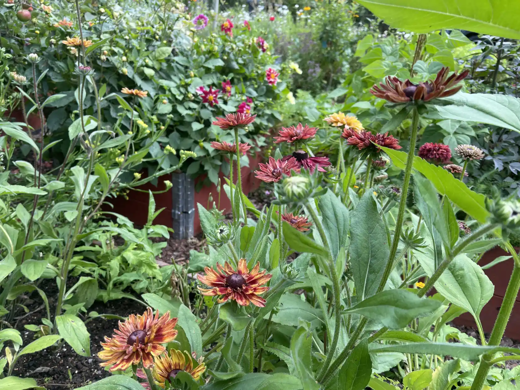 Hav av Rudbeckia 'Sahara'