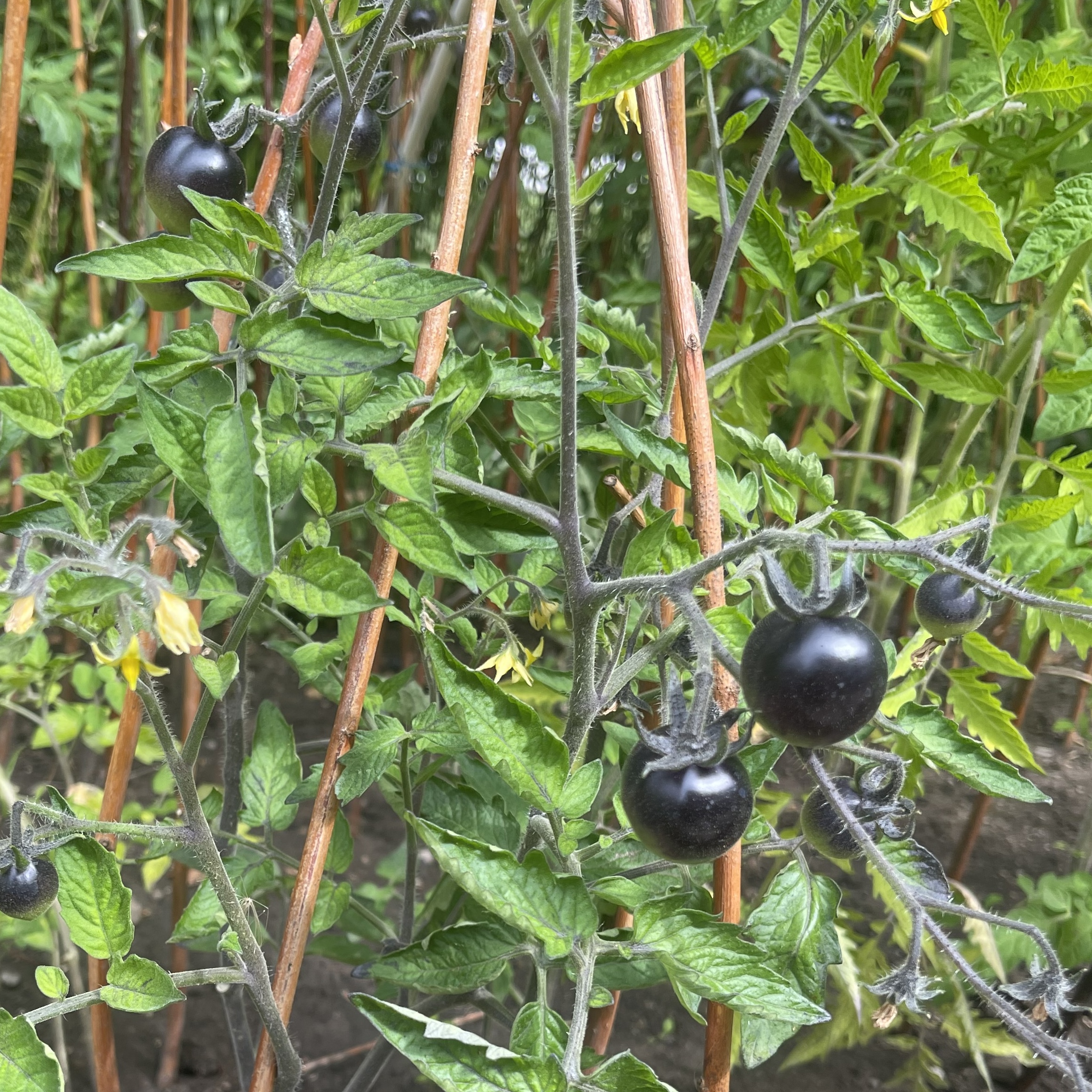 Körsbärstomat 'Black Ball' - 3