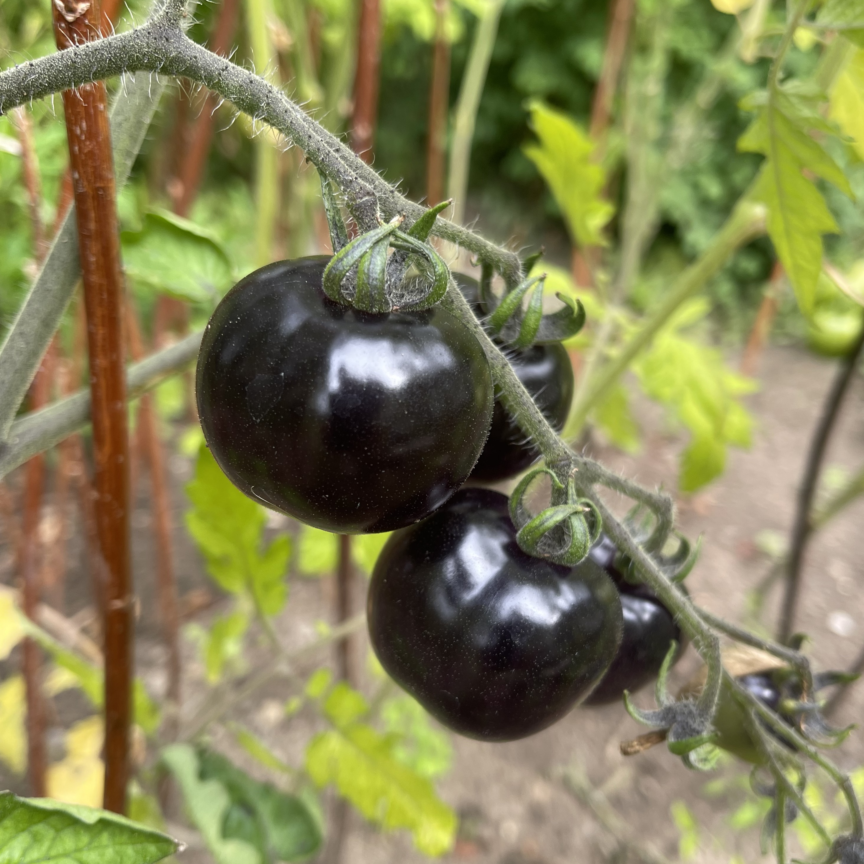 Körsbärstomat 'Black Ball'