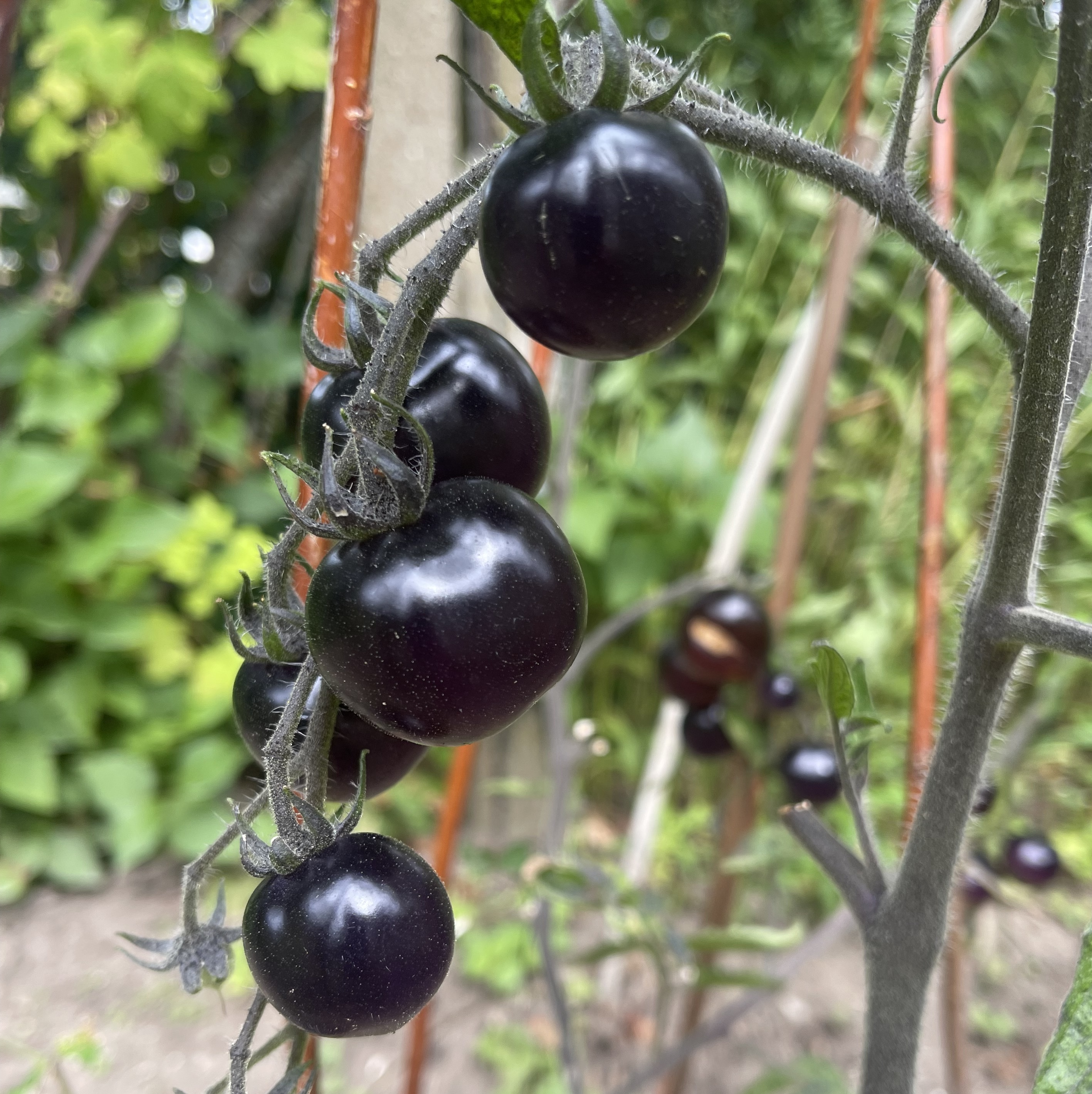 Körsbärstomat 'Black Ball'