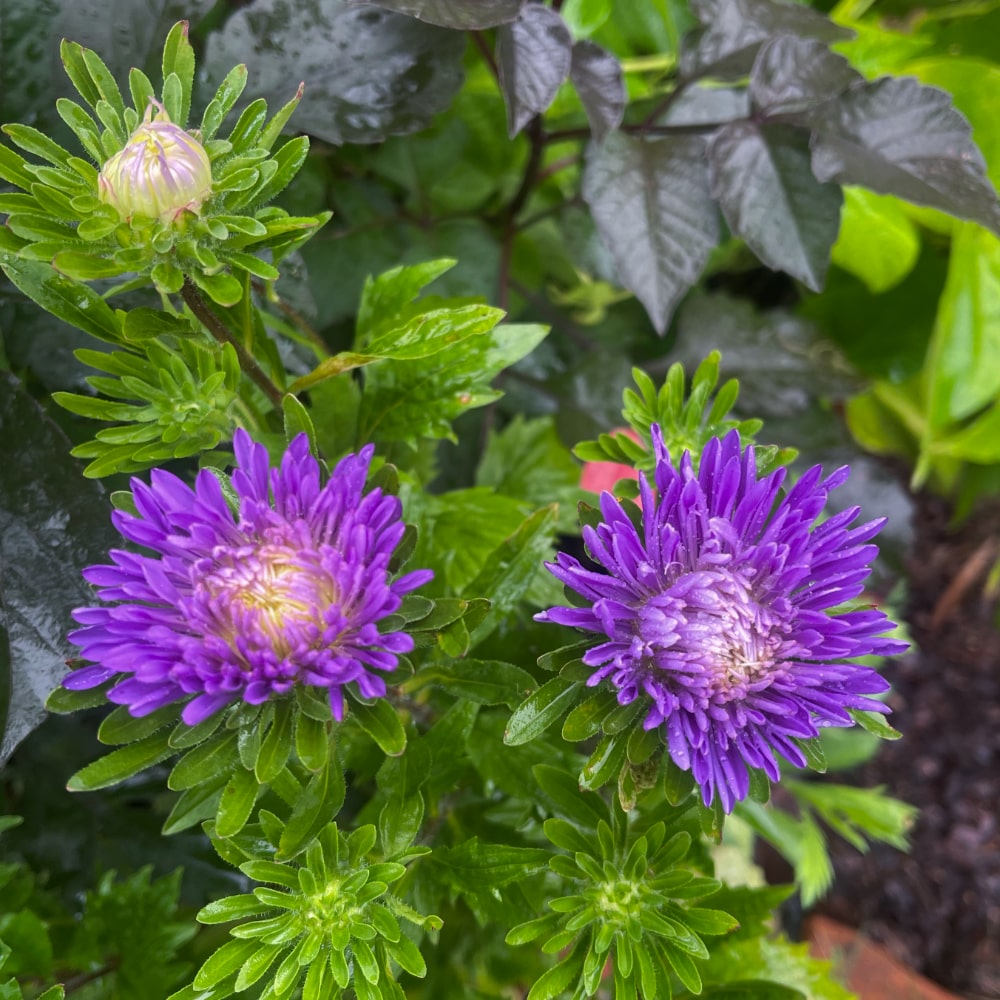 Aster 'King Size Mid Blue' - 4
